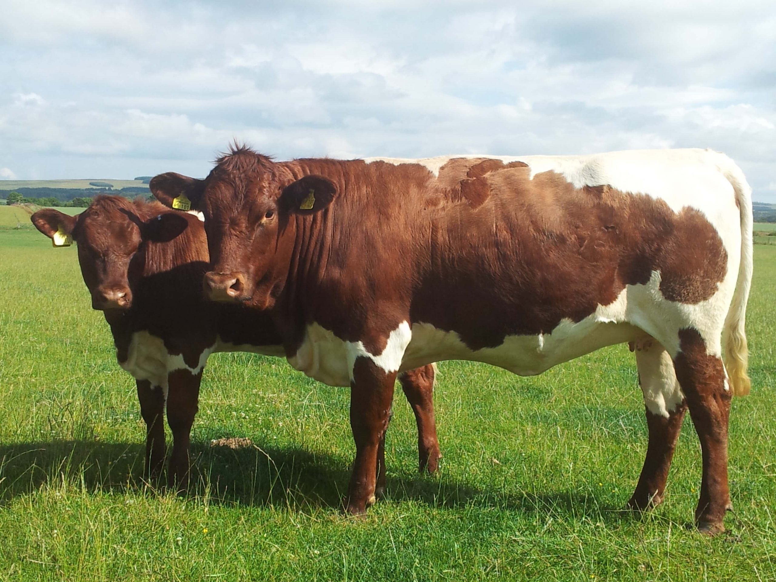 cattle 3