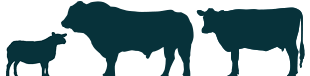 cattle silohettev3