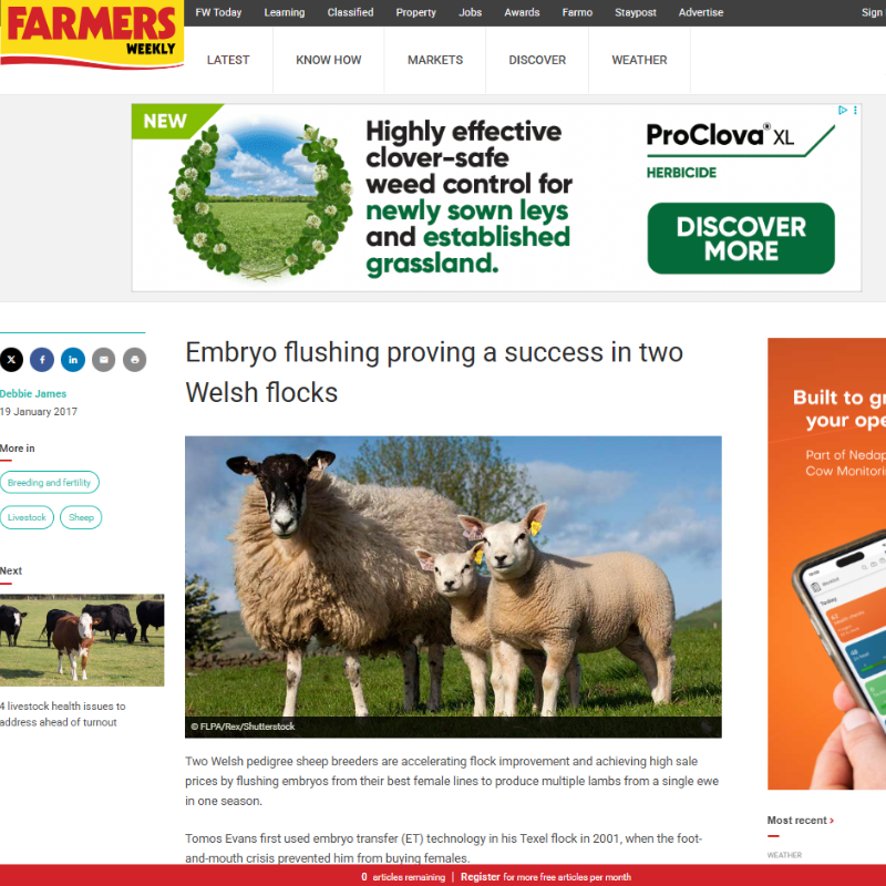 Farmers Weekly - Embryo Flushing in Welsh Flock