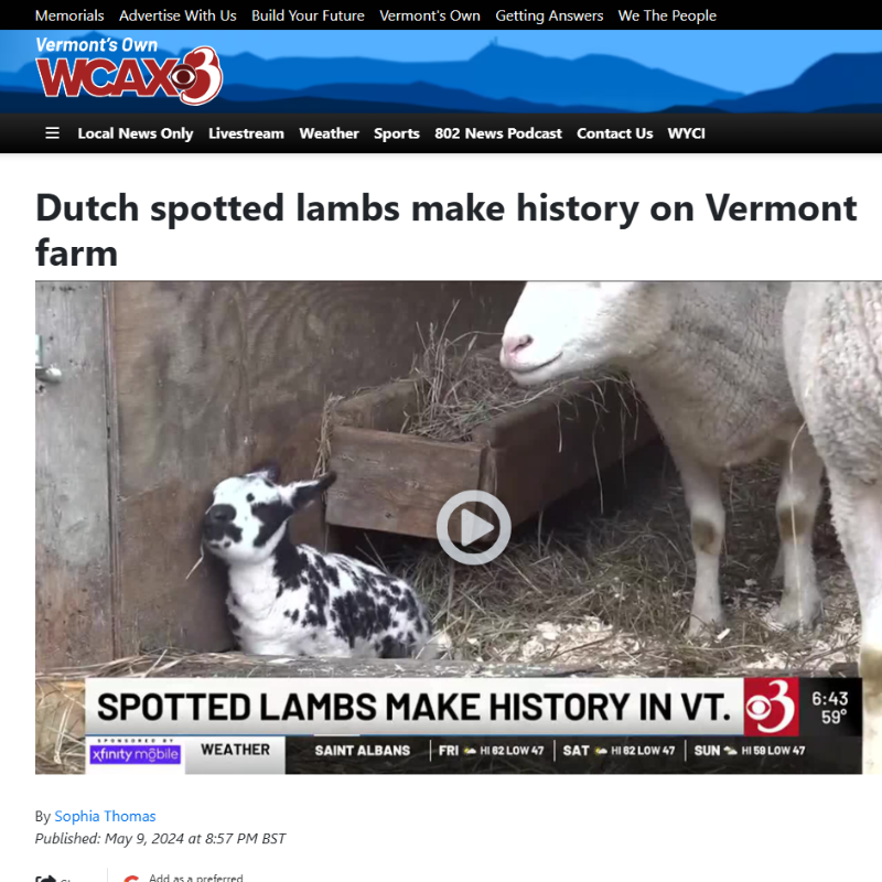 WCAX3 - Dutch Spotted Lamb in Vermont