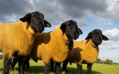 Using Teaser Rams