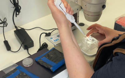 Laparoscopic AI in Sheep
